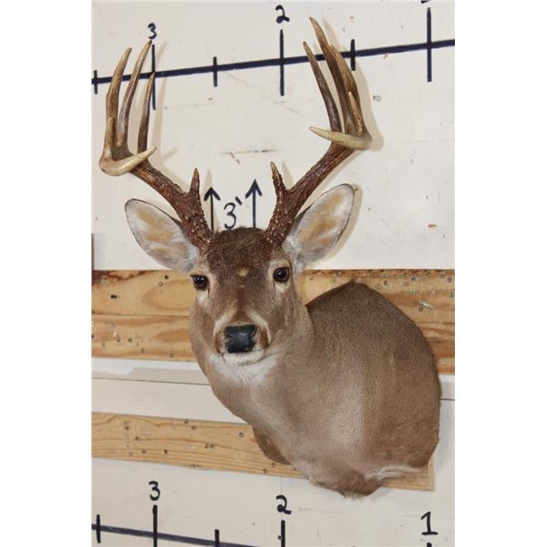 12-Point WHITETAIL DEER Shoulder Mount