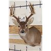Image 1 : 12-Point WHITETAIL DEER Shoulder Mount