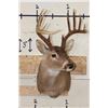 Image 2 : 12-Point WHITETAIL DEER Shoulder Mount