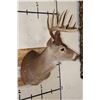 Image 3 : 12-Point WHITETAIL DEER Shoulder Mount