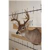 Image 4 : 12-Point WHITETAIL DEER Shoulder Mount