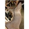 Image 5 : 12-Point WHITETAIL DEER Shoulder Mount