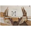 Image 6 : 12-Point WHITETAIL DEER Shoulder Mount