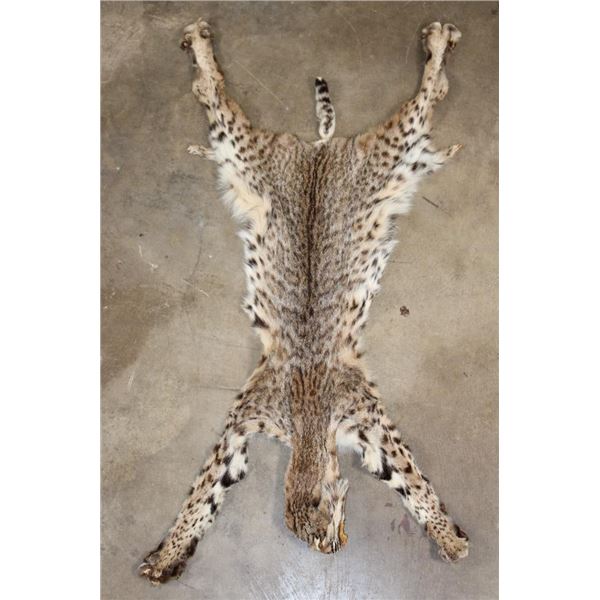 BOBCAT Hide or Pelt with its Paws and Most of its Claws