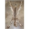 Image 1 : BOBCAT Hide or Pelt with its Paws and Most of its Claws