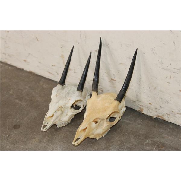 (2) STEENBOK Skulls for (ONE$)