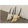 Image 1 : (2) STEENBOK Skulls for (ONE$)