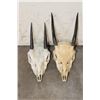 Image 2 : (2) STEENBOK Skulls for (ONE$)