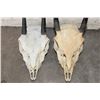 Image 4 : (2) STEENBOK Skulls for (ONE$)