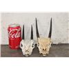 Image 5 : (2) STEENBOK Skulls for (ONE$)