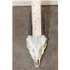 Image 6 : (2) STEENBOK Skulls for (ONE$)