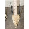Image 7 : (2) STEENBOK Skulls for (ONE$)