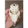Image 8 : (2) STEENBOK Skulls for (ONE$)