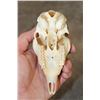 Image 9 : (2) STEENBOK Skulls for (ONE$)