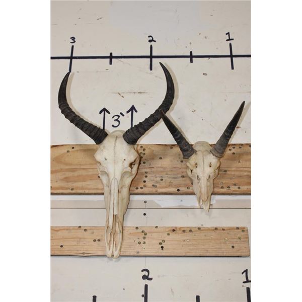 (1) TSESSEBE Skull and (1) REEDBUCK Skull with Wire Wall Hangers (ONE$)