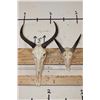 Image 1 : (1) TSESSEBE Skull and (1) REEDBUCK Skull with Wire Wall Hangers (ONE$)
