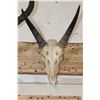 Image 3 : (1) TSESSEBE Skull and (1) REEDBUCK Skull with Wire Wall Hangers (ONE$)
