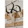 Image 4 : (1) TSESSEBE Skull and (1) REEDBUCK Skull with Wire Wall Hangers (ONE$)