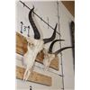 Image 5 : (1) TSESSEBE Skull and (1) REEDBUCK Skull with Wire Wall Hangers (ONE$)
