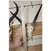 Image 7 : (1) TSESSEBE Skull and (1) REEDBUCK Skull with Wire Wall Hangers (ONE$)