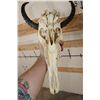Image 8 : (1) TSESSEBE Skull and (1) REEDBUCK Skull with Wire Wall Hangers (ONE$)