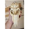Image 9 : (1) TSESSEBE Skull and (1) REEDBUCK Skull with Wire Wall Hangers (ONE$)