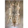Image 1 : COYOTE Hide or Pelt with Paws and Most of its Claws