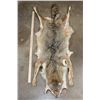 Image 2 : COYOTE Hide or Pelt with Paws and Most of its Claws