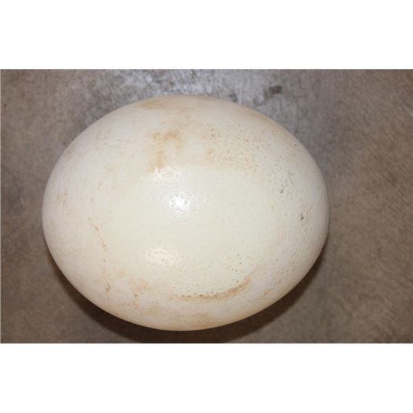 OSTRICH Egg