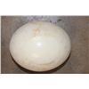 Image 1 : OSTRICH Egg