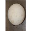 Image 3 : OSTRICH Egg