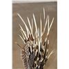 Image 5 : Over 50 African PORCUPINE Quills and 4 GUINEAFOWL Feathers in a Wooden Decorative Mug (ONE$)