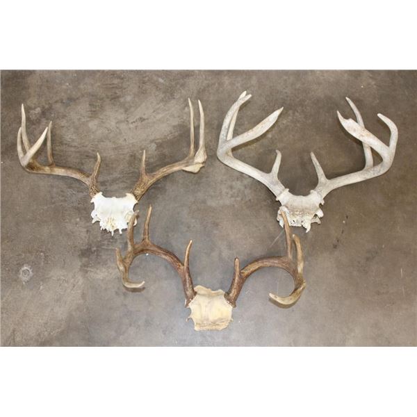 (3) WHITETAIL DEER Antler Racks on Skull Caps (ONE$)