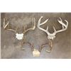 Image 1 : (3) WHITETAIL DEER Antler Racks on Skull Caps (ONE$)