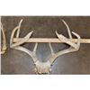 Image 3 : (3) WHITETAIL DEER Antler Racks on Skull Caps (ONE$)