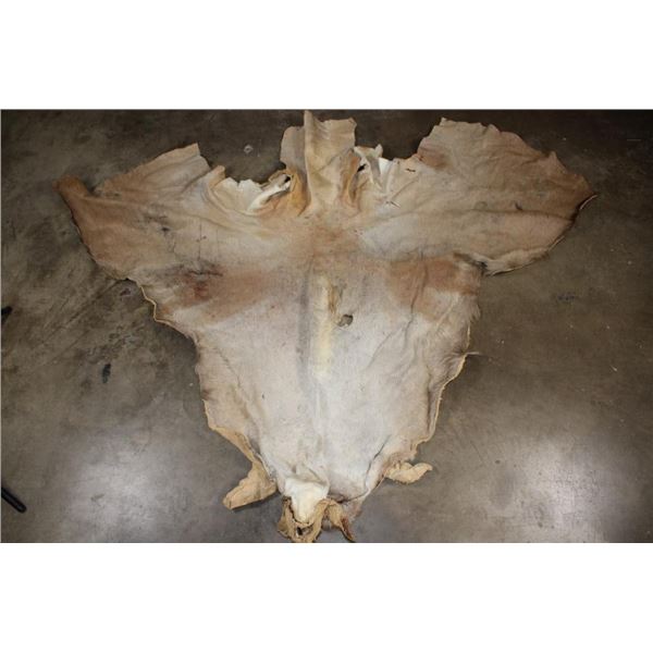 ELAND Cape for a Taxidermy Shoulder Mount