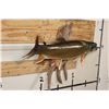 Image 3 : *Real Skin* BROOK TROUT on a Driftwood Wall Hanger
