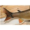 Image 6 : *Real Skin* BROOK TROUT on a Driftwood Wall Hanger