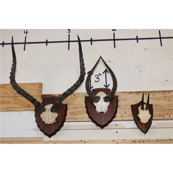 (2) IMPALA Horns on Skull Caps and (1) ORIBI Horn Set on a Skull Cap. All on Wooden Plaques (ONE$)