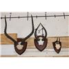 Image 1 : (2) IMPALA Horns on Skull Caps and (1) ORIBI Horn Set on a Skull Cap. All on Wooden Plaques (ONE$)