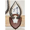 Image 5 : (2) IMPALA Horns on Skull Caps and (1) ORIBI Horn Set on a Skull Cap. All on Wooden Plaques (ONE$)