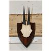 Image 7 : (2) IMPALA Horns on Skull Caps and (1) ORIBI Horn Set on a Skull Cap. All on Wooden Plaques (ONE$)