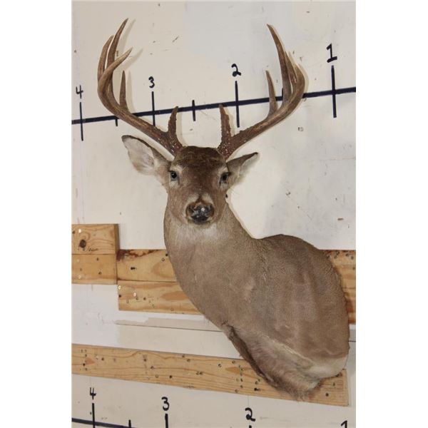 10-Point WHITETAIL DEER Shoulder Mount