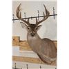 Image 1 : 10-Point WHITETAIL DEER Shoulder Mount