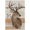 Image 2 : 10-Point WHITETAIL DEER Shoulder Mount