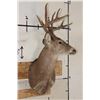 Image 3 : 10-Point WHITETAIL DEER Shoulder Mount