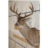 Image 4 : 10-Point WHITETAIL DEER Shoulder Mount