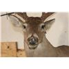 Image 5 : 10-Point WHITETAIL DEER Shoulder Mount