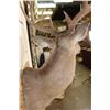 Image 6 : 10-Point WHITETAIL DEER Shoulder Mount