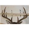 Image 7 : 10-Point WHITETAIL DEER Shoulder Mount